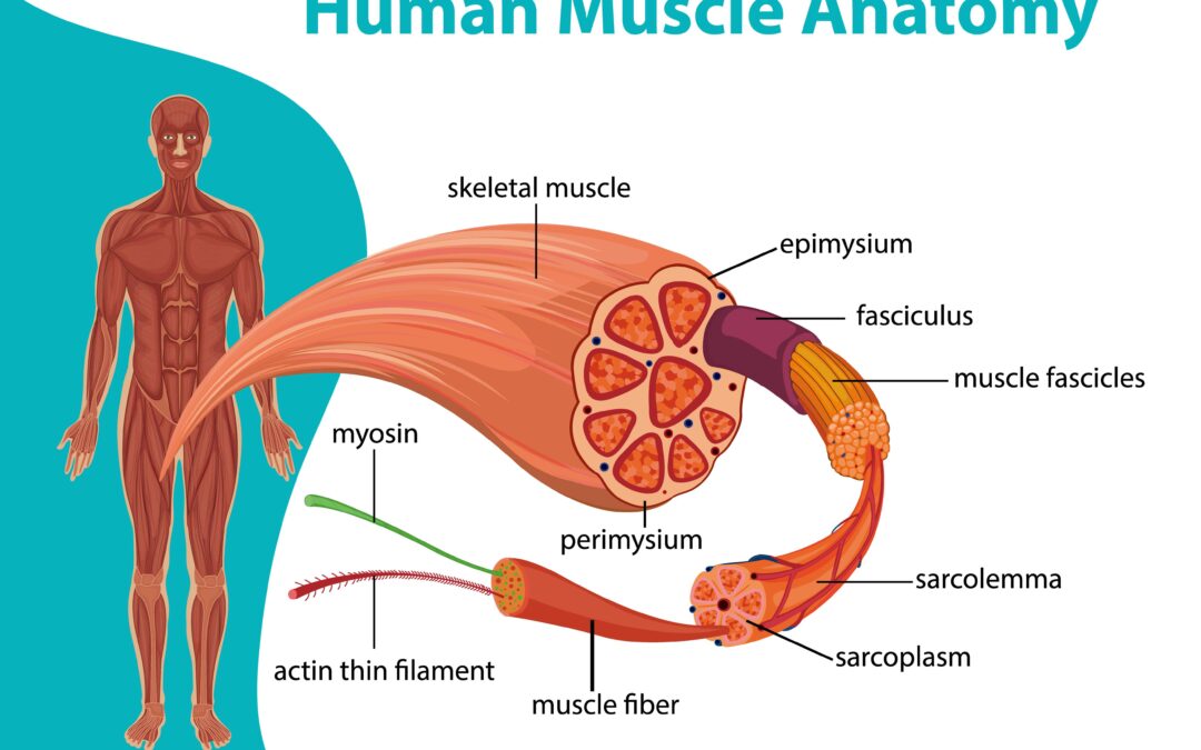 Understanding Muscle Groups and Movement